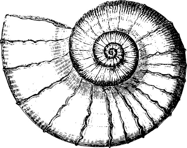 Download free HD stock image of Sketch Shell Free sketch shell sea illustration