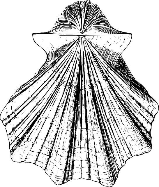 Free sketch shell sea illustration