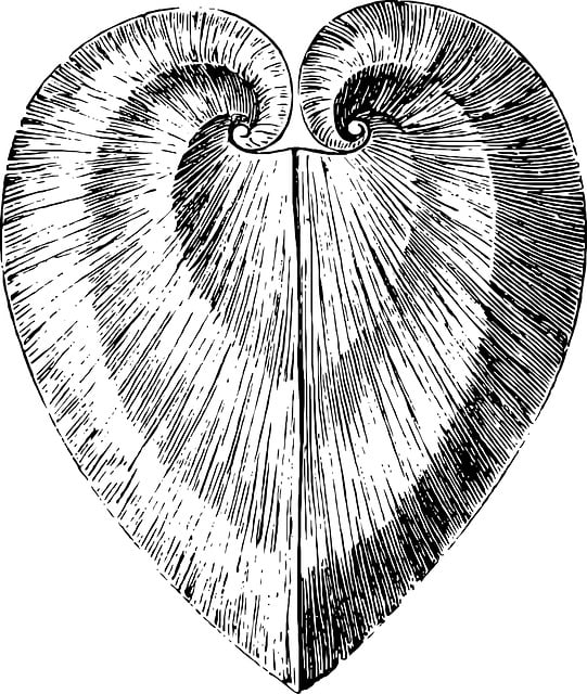 Free sketch shell sea illustration