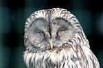 owl, bird, front disc