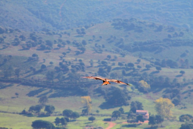 Free Milan Eagle photo and picture