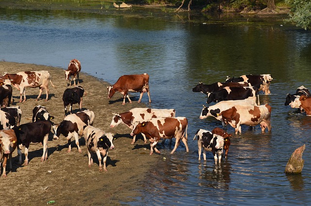 Free Cows Animals photo and picture