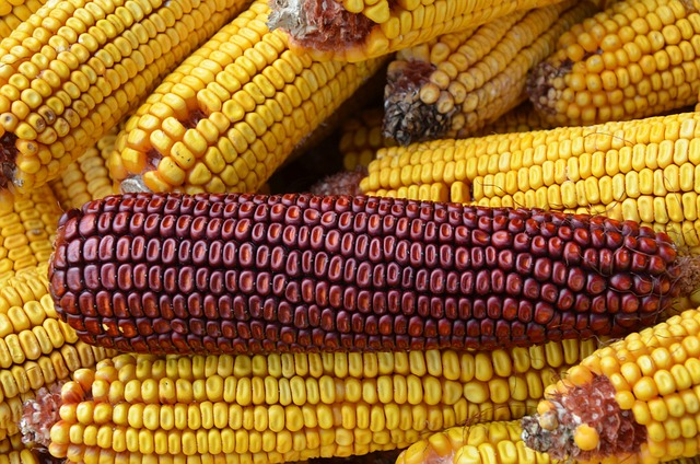Free Red Corn photo and picture