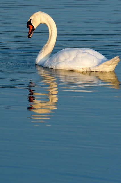 Free Swan Nature photo and picture