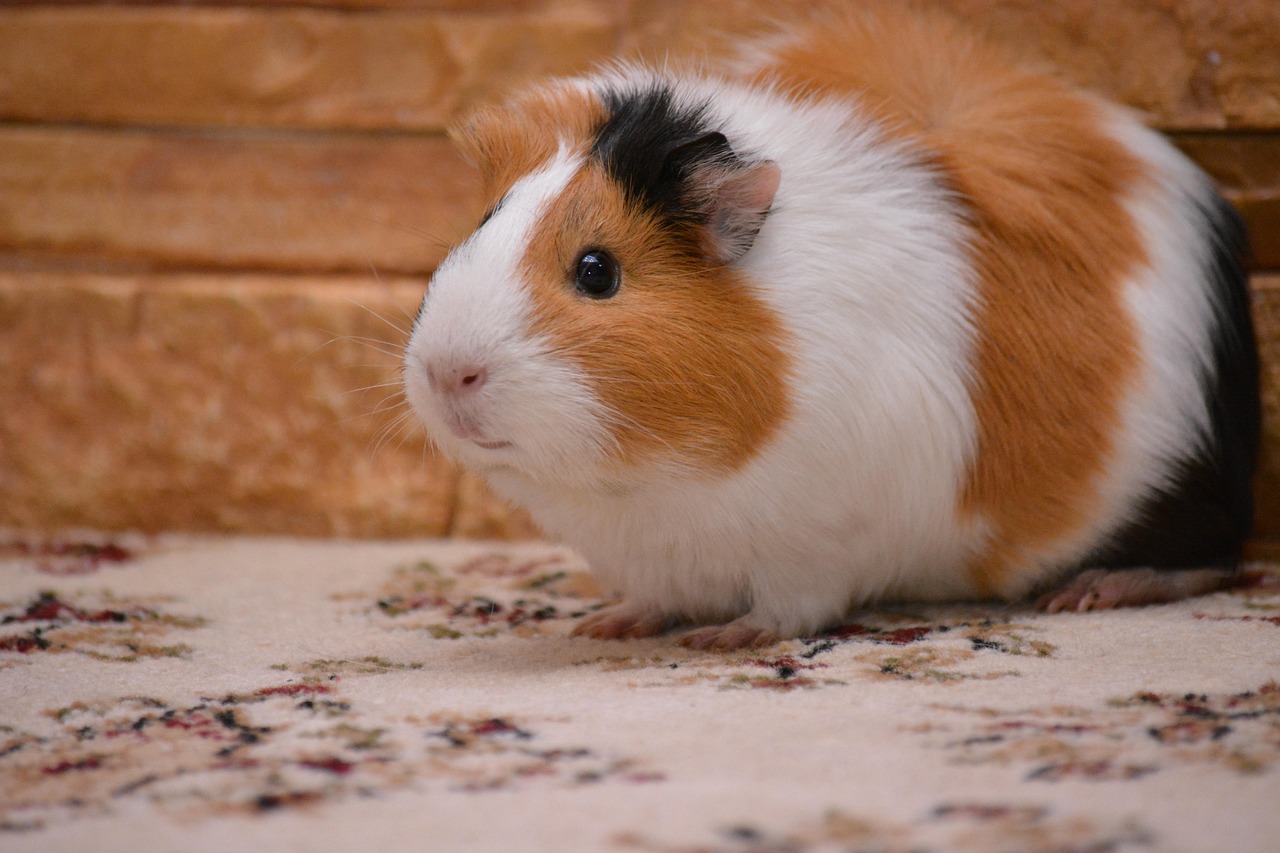 Plus De 10 000 Photos Gratuites De Cochon D Inde Et De Inde Pixabay