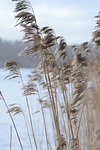 autumnalis, background, baltic