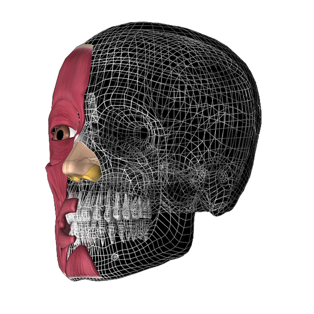 Free Skull 3D Anatomy illustration and picture