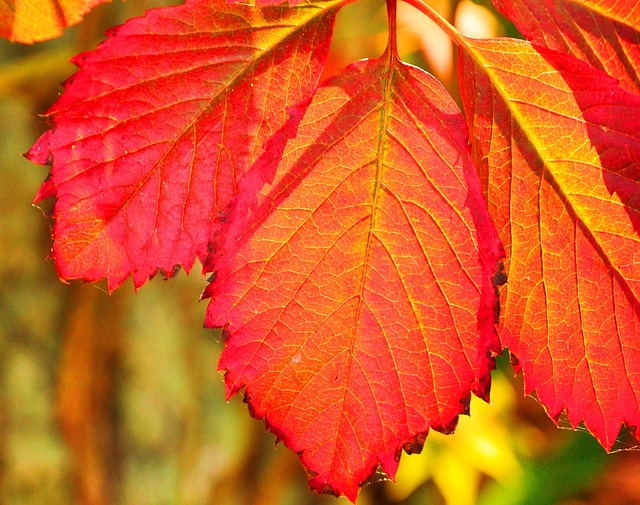 Efterår, Blad