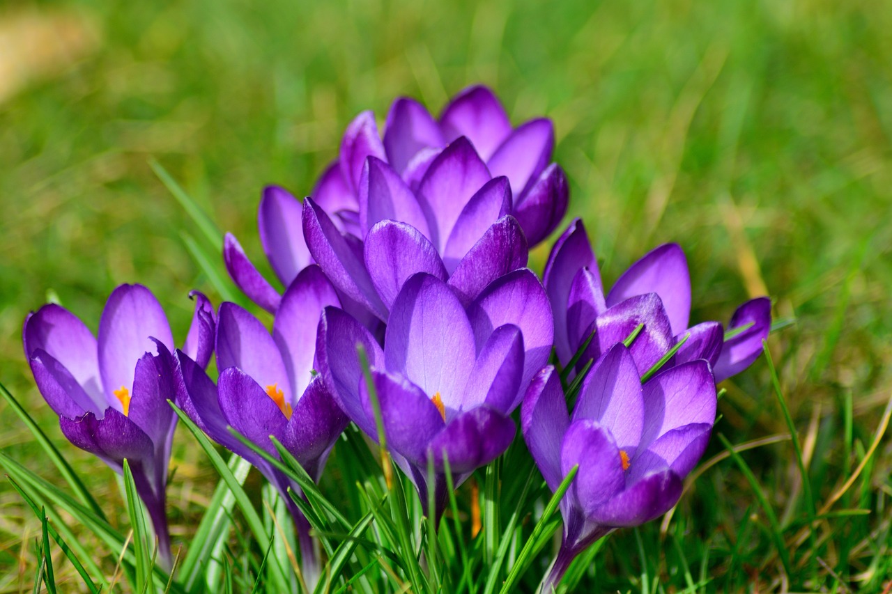 Crocuses Close Up Spring Bloomers Free Photo On Pixabay Crocuses Close Up Spring Bloomers Free Photo On Pixabay