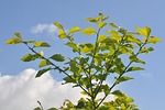leaves, sky, branch