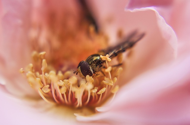 Free Macro Flower photo and picture