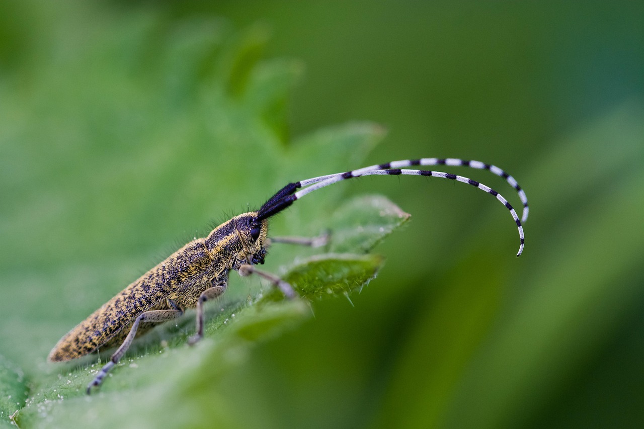 Bickle Insect Thistle Bock Beetle Insect - Free photo on Pixabay - Pixabay
