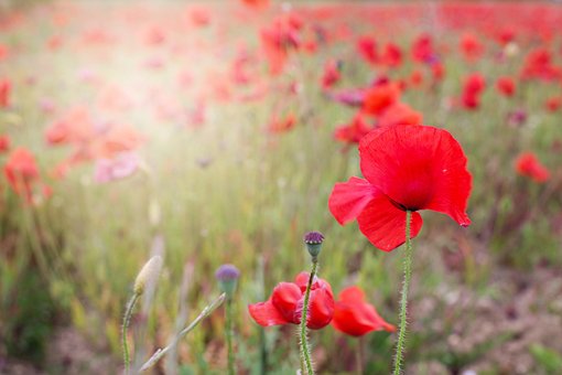 red poppy images pixabay download free pictures