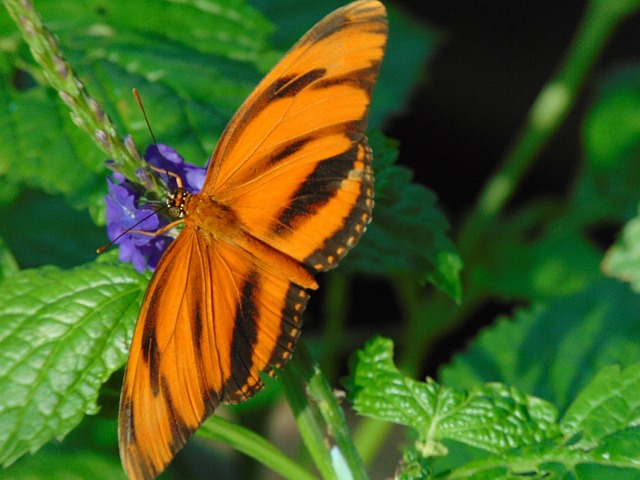 Free Butterfly Leaf photo and picture