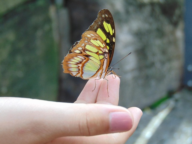 Free Butterfly Hand photo and picture