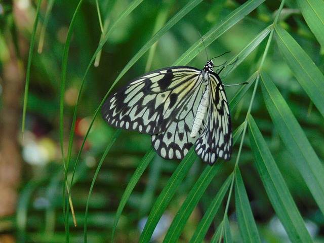 Free Butterfly Nature photo and picture