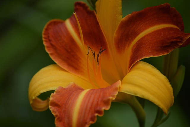 Free Flower Flower Background photo and picture