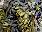 kelp, seaweed, sea