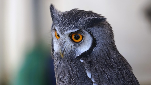 Free Owl Eye View photo and picture