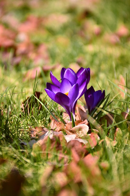 Free Crocus Spring Flower photo and picture