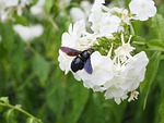 big blue wooden bee, blue black wooden bee, violet-winged wood bee