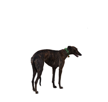 灵缇犬, 狗, 赛车手, 退休, 剪下, 孤立, Brindle, 动物, 宠物