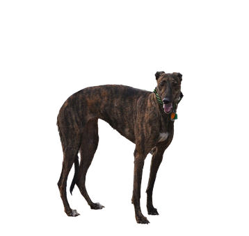 灵缇犬, 狗, 孤立, 剪下, 赛车手, 退休, 宠物, 动物, Brindle