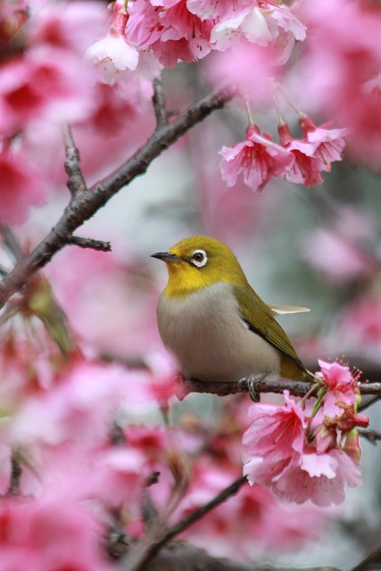 Free Flowers Cherry Blossoms photo and picture