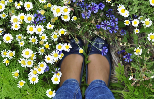 Free Spring Flowers photo and picture