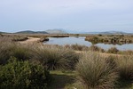 shrubby, river, delta