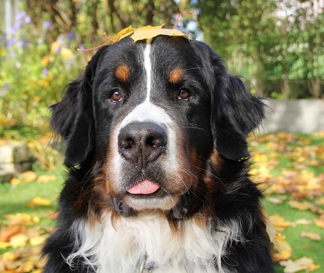 Free Bernese Mountain Dog Fall photo and picture
