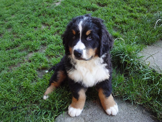 Free Bernese Mountain Dog Animal Picture photo and picture