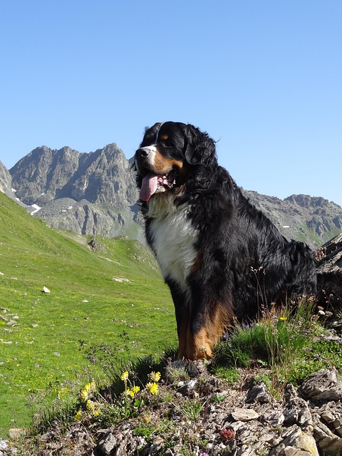 Free Bernese Mountain Dog Animal Picture photo and picture