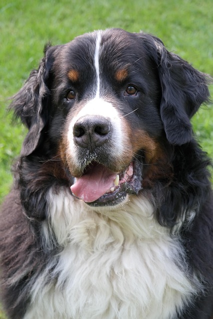 Free Bernese Mountain Dog Animal Picture photo and picture
