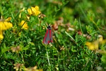 cinnabar moth, moth, spring
