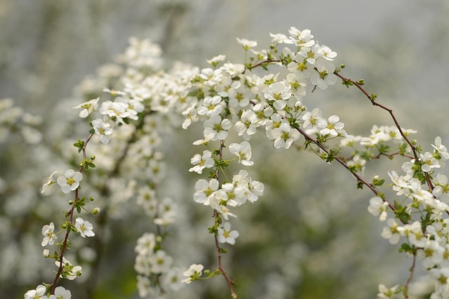 fresh flowers, nature, plant, spring equinox