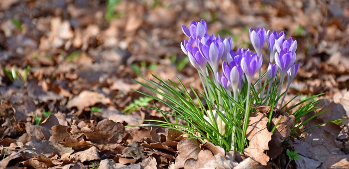 Free Crocus Oak Leaves photo and picture