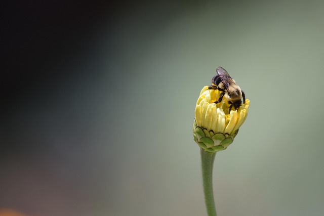 yellow flower, zinnia, bee, honey bee, bee on flower, plant, yellow, blooming, petal, nature, spring, gray bee