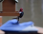 redheaded woodpecker, woodpecker, bird feeder