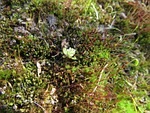 moss, microclimate, close