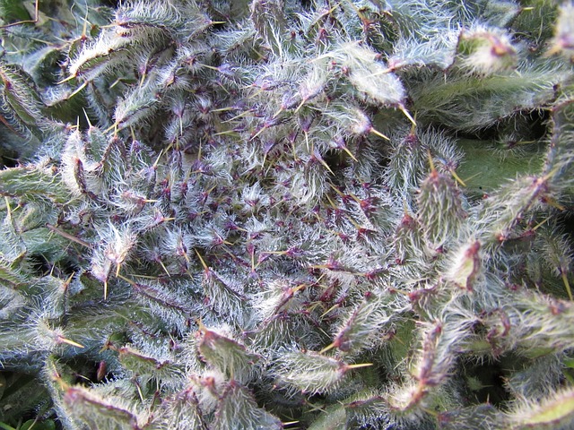 Free Thistle Prickly photo and picture