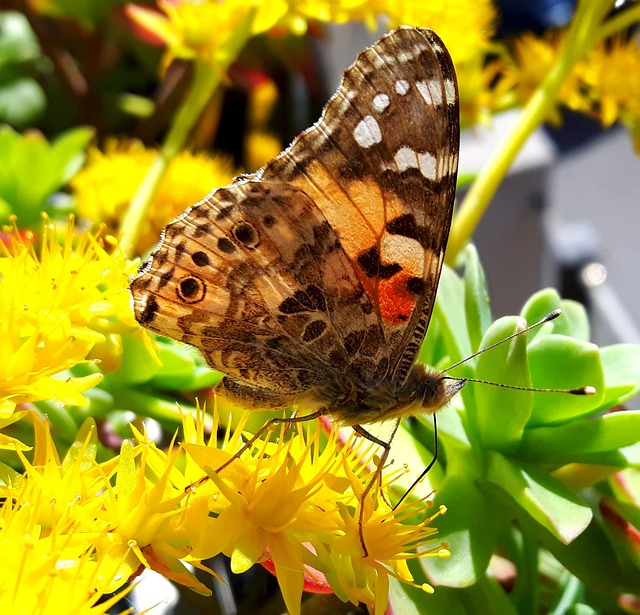 Free Butterfly Nature photo and picture
