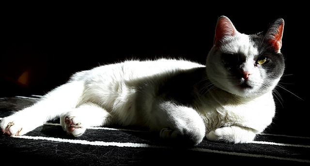 Free Cat Sun photo and picture