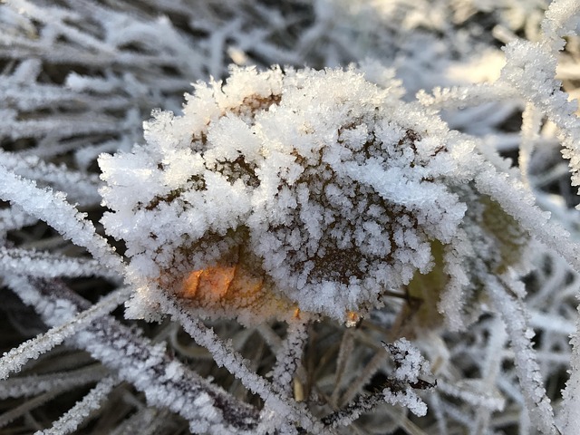 Free Frost Wintry photo and picture