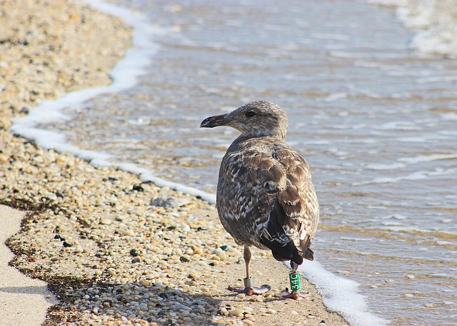 Free Seagull Beach photo and picture