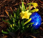 tete a tete, narcissus, egg