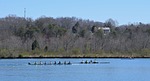 mens scull rowing, scull rowing, men