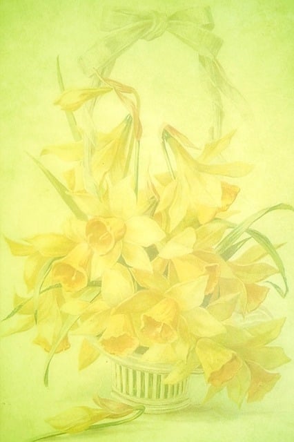 Download free HD stock image of Spring Daffodils Free spring daffodils yellow illustration