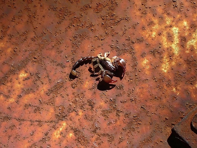 Free Scorpion Nature photo and picture