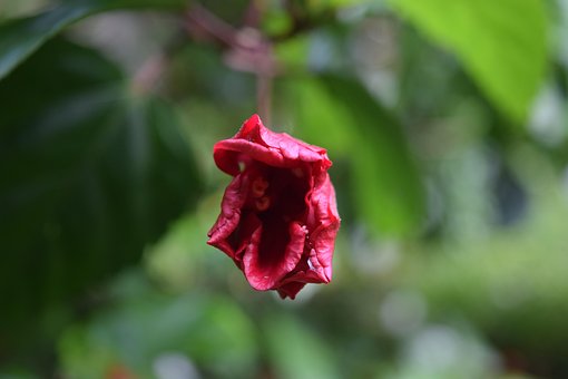 Free Flower Red Flower photo and picture
